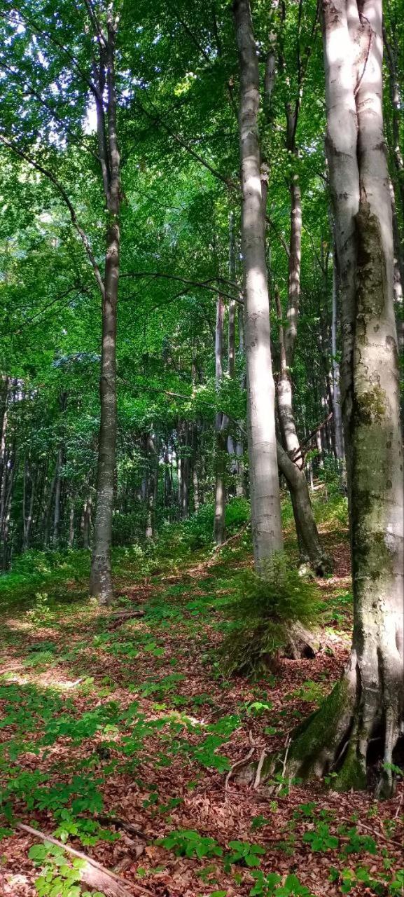 舍绍里Під Горою别墅 外观 照片